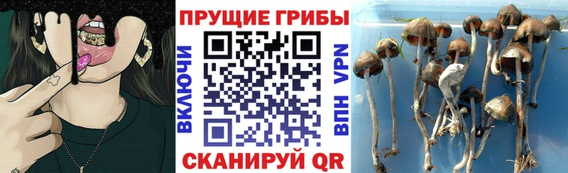 Купить  Пестово  Галлюциногенные грибы ЛСД 